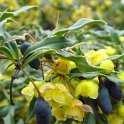 Berberis gagnepainii fleur P30 (2)